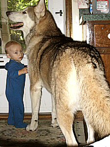 The Big Protective Puppy