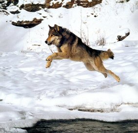 Overcoming Life's Hurdles