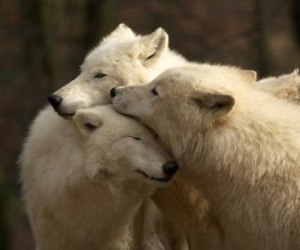 Healing Through Compassion & Affirmation