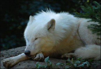 Sleeping Wolf