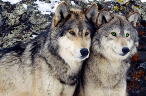 True Love - Spirit Mate