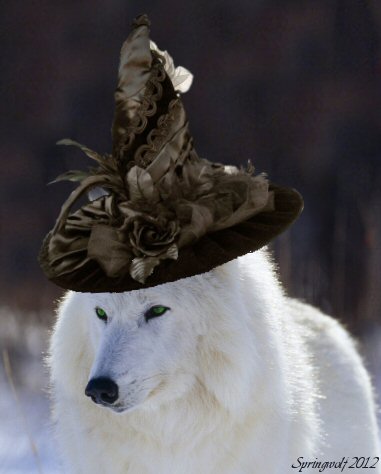 Wolfwitch by Springwolf 2012