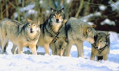 Wolf Pack