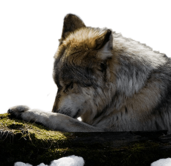 Wolf Prayers & Blessings