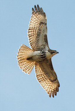 Laura Meyers © 2011 laurameyers.com