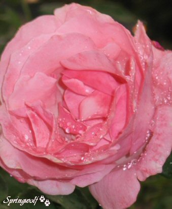 Rose Rain by Springwolf