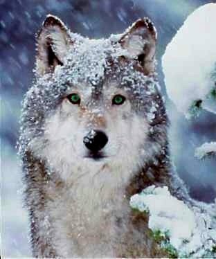 snowwolf