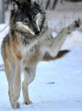 Be Inspired To Dance YOUR Dance