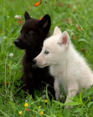 A Day Of Balance To Honor The Light and Darkness