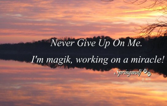 MagikMiracle © 2014 Springwolf, D.D., Ph.D. Springwolf Reflections / Springs Haven, LLC. All Rights Reserved.