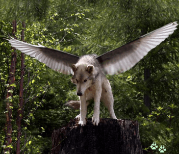 The Winged Wolf © 2012 Springwolf 🐾