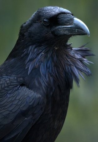 The Magik of the Crow & Raven