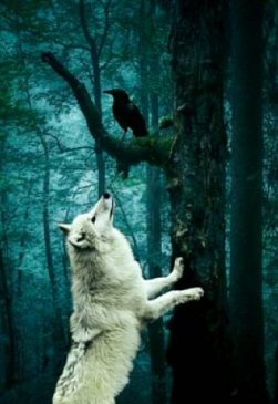 The Magik of Animal Guides