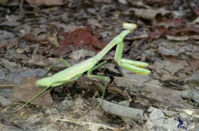 Praying Mantis ~ Springwolf 🐾 © 2014