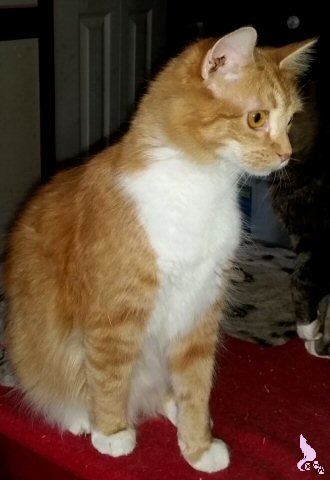 Vasco by Springwolf 🐾 © 2015