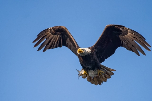 Fishing Bald Eagle (Photo : Flickr: Andrew E. Russell)