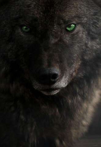Black Wolf