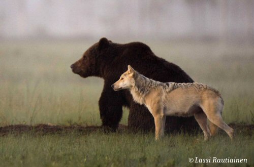Brown Bear and Grey Wolf Shae Rare Friendship